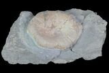 Ichthyosaur Vertebra in Rock - South Wales #86657-2